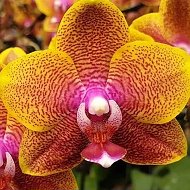 Орхидеи На
