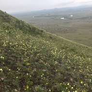 Светлана Гомбоева