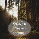 Успокаивающая музыка, Звуки Природы Академия, Музыка Релакс Коллекция