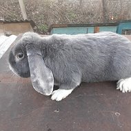Кролик Rabbit