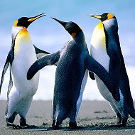 Пингвины Красавцы