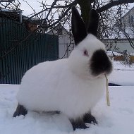 Евгений Струганов