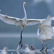 Адалат Юнусов