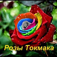 Розы Токмака