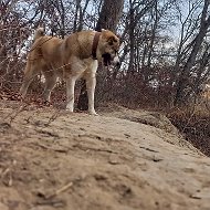 Сергей Сикорский