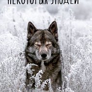 Волк Волков