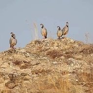 Bakhtyar Karabaj