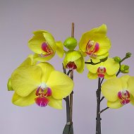 Ольга Орхидеи