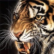 Ночной Тигр