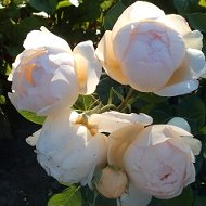 Роза Садовая