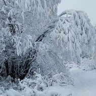 Никита Берешев