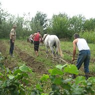 Къабахчоли Шамбул