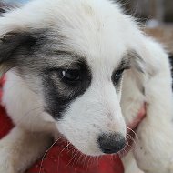 Островнадежды Приют