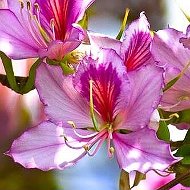 Цветы Флорариумы