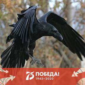 Фотография от Black Raven