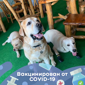 Фотография от Отдых с собакой в Крыму