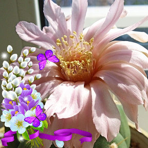 Фотография от цветы для замеча тельных людей и друзей