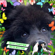 Олег Олег