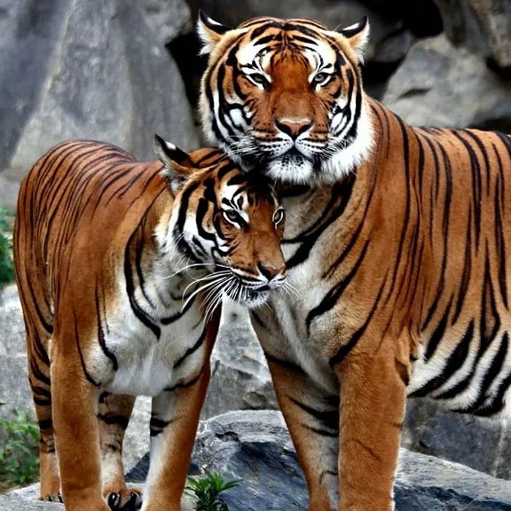 Download wallpaper 1920x1080 siberian tiger, tiger, predator, big cat, branches 