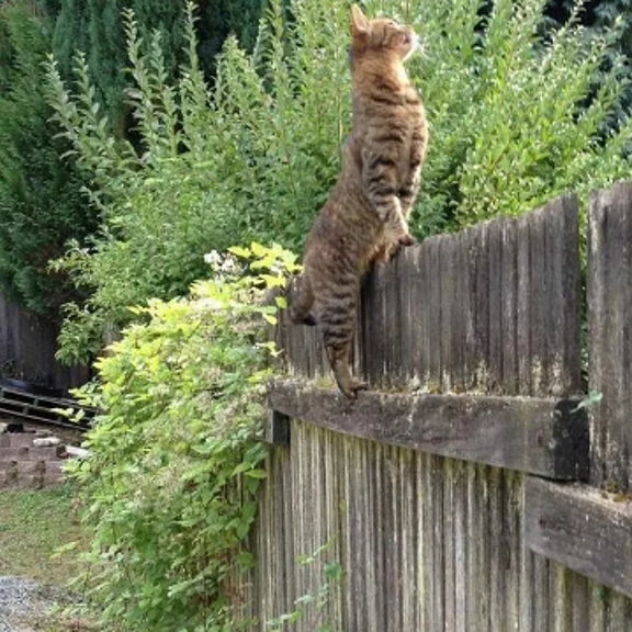 Кошка на заборе фото