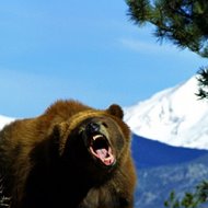 Zloy Медведь