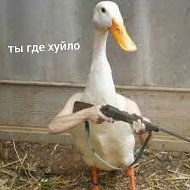 Что В