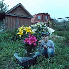 Фотография "Лилии ОТ И ЛО гибриды"