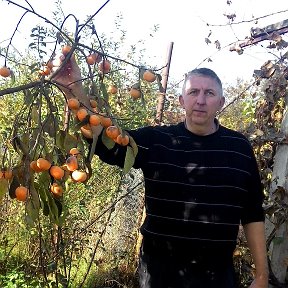 Фотография от саджанціВиноград Полуниця в контейнерах