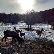 Камилa Акбергенова