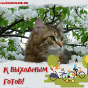 Кот Базилио