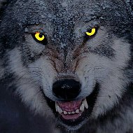 Wolf N