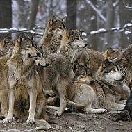 Братство Волка