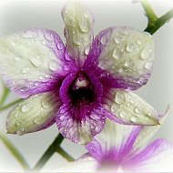 Orchid_love 