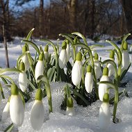 Ольга Рыбикова