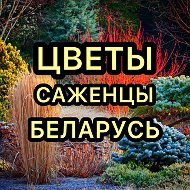 Цветы Саженцы