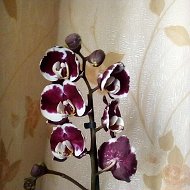 Орхидея_001 