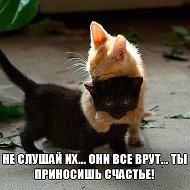 Без Кота