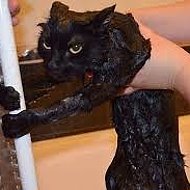 Кошка Чёрная