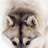 Волчица Волчица
