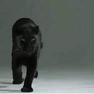 Чёрная Пантера