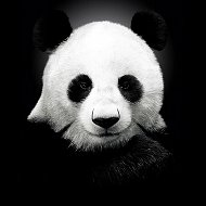 Black Panda