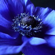 Синий Цветок