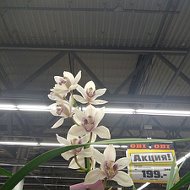 Орхидеи Брянск