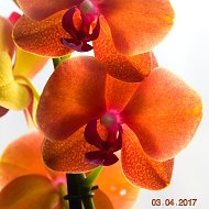 Любимая Орхидея)