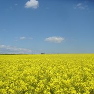 Олександра Веселовська