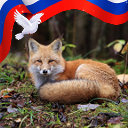 vad fox