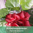 Ирина Добровольская