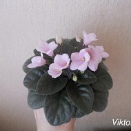 Виктория Flower