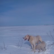 Сергей Губин