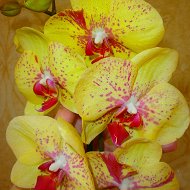 Орхидеи Phalaenopsis